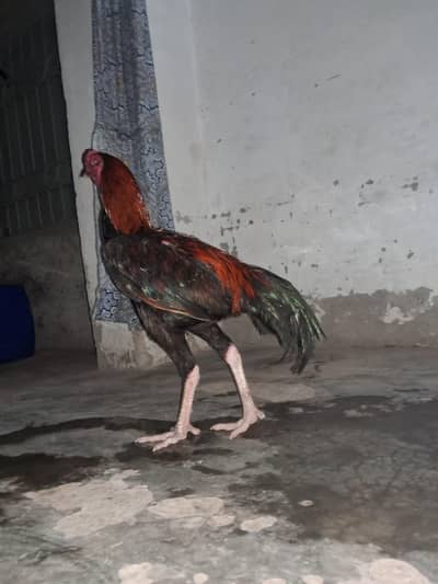 Murgaa for sale