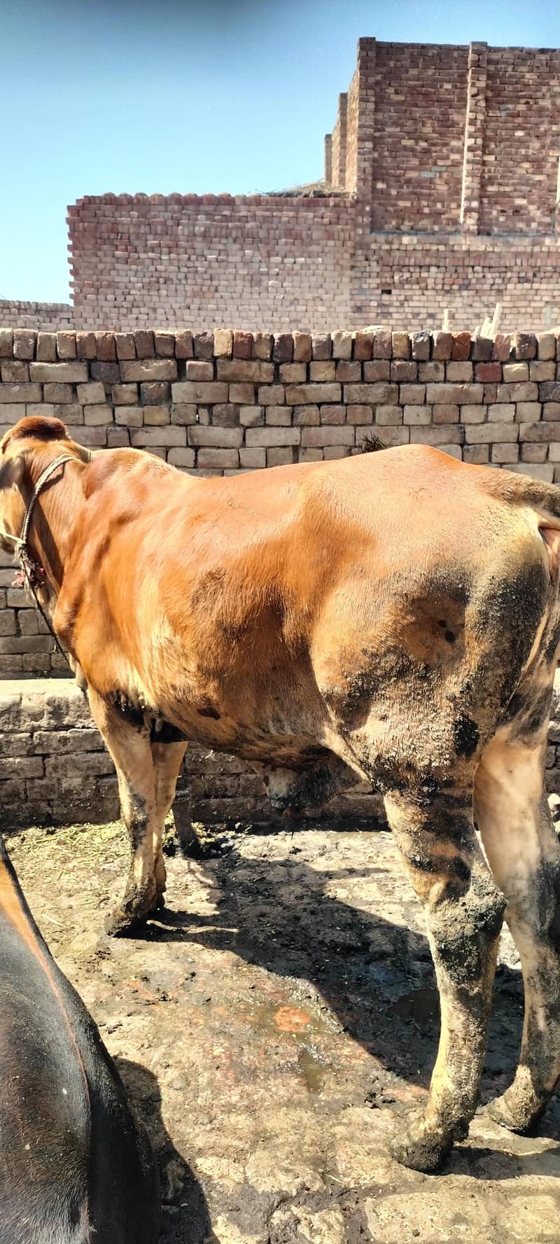 قربانی والا بچھڑا برائے فروخت 2