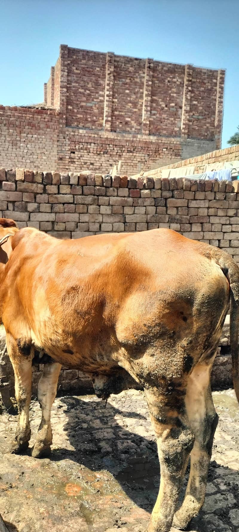 قربانی والا بچھڑا برائے فروخت 4