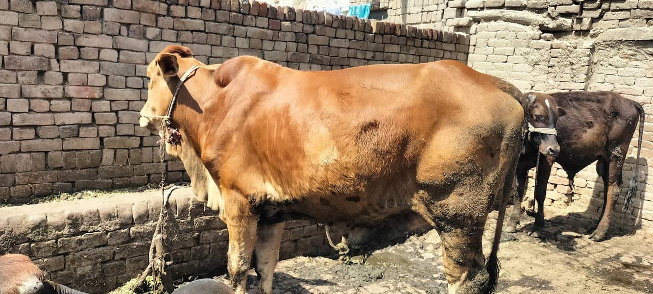 قربانی والا بچھڑا برائے فروخت 5