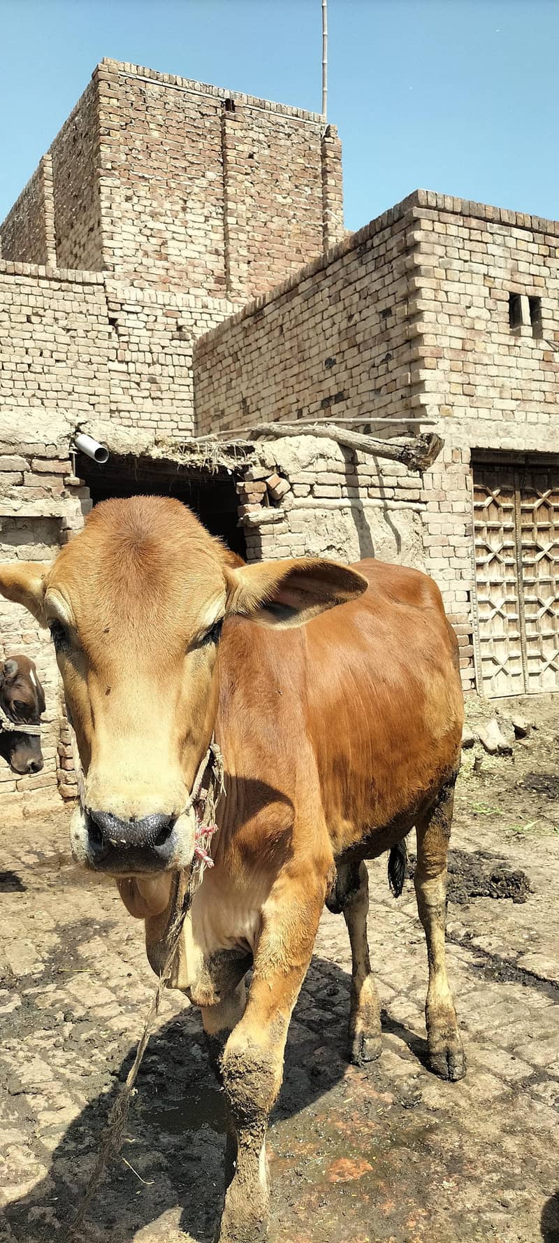 قربانی والا بچھڑا برائے فروخت 6