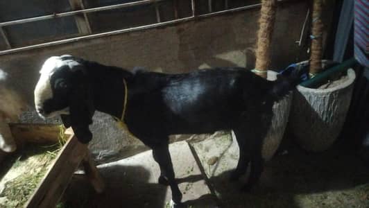 2 dant jora for sale