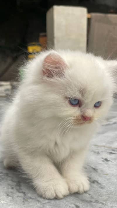 Persian kittens for sale