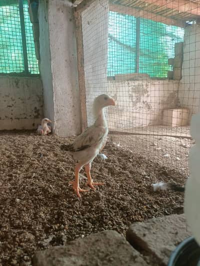 japanese shamo chicks/ shamo breeders/ German shamo breeders.