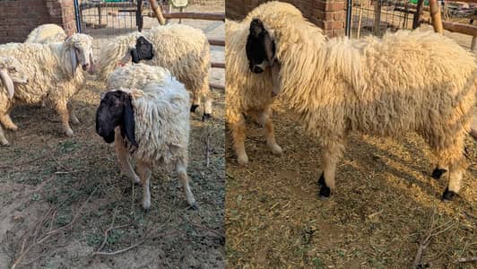 Sheep for sale