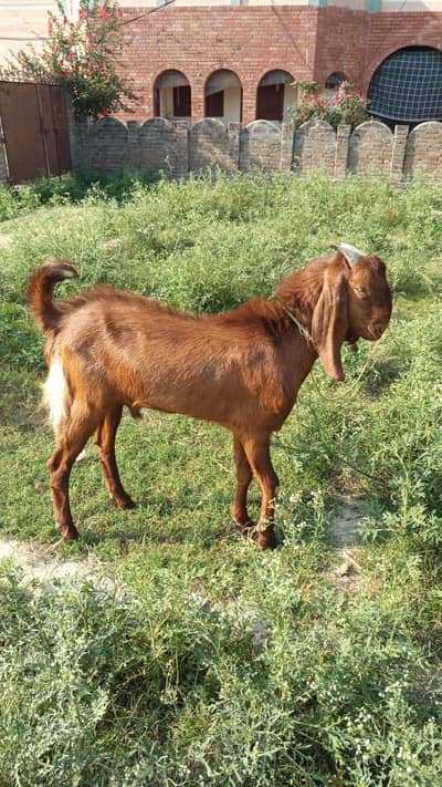 desi bakra