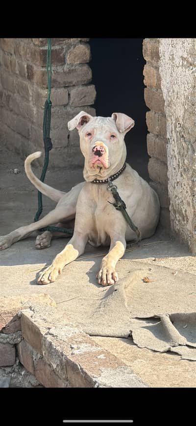 pure dogo argentino