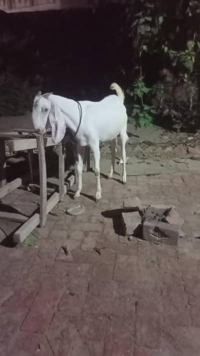 4 dant white gulabi path for sale