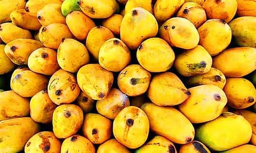 farm fresh mangoes available in big size.