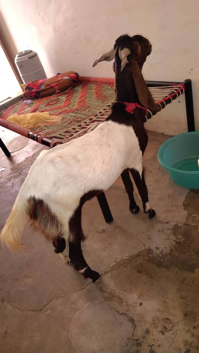 qurbani ke liye
