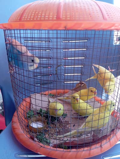 6 budgie