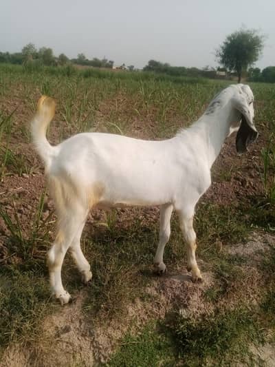 bakra do dant for sale qurbani 2026. . Whatsapp number. 03274165504