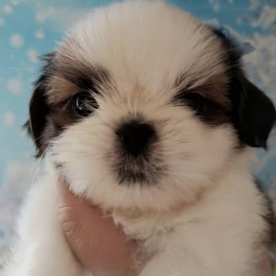 Shih-tzu puppy