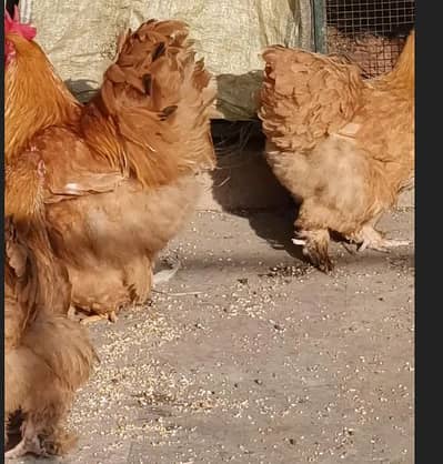 GOLDEN HEN EGG WALI MURGI