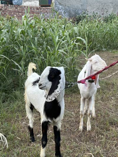 Jori for sale 03368792398