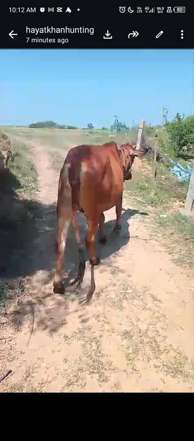 cow for sale