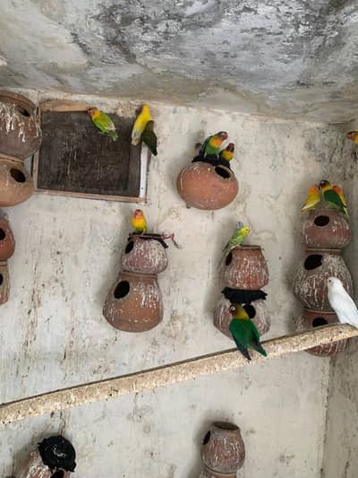 parrots ha fisher or Latino  lovebirds