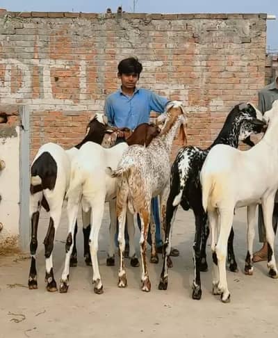 gujar faram