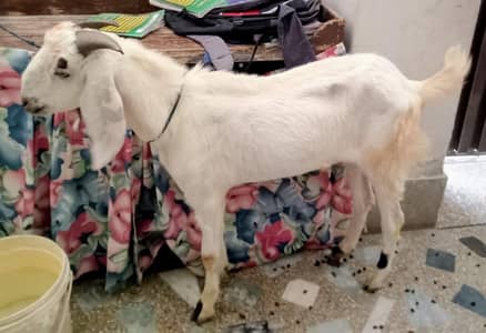 Home Breed Active Bakra