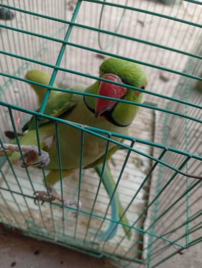 Home Parrots For Sale