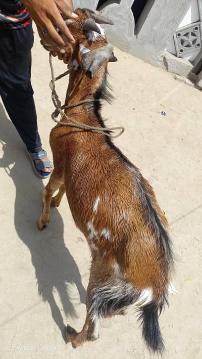 bakra for sell donda