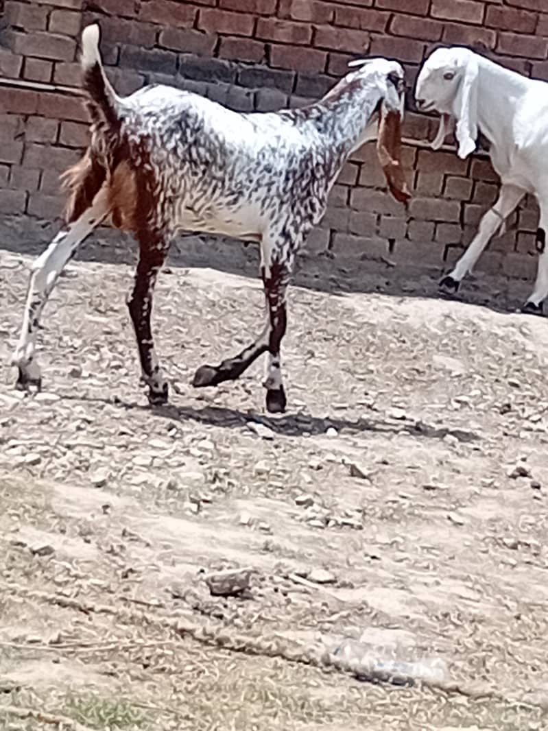 goats 0