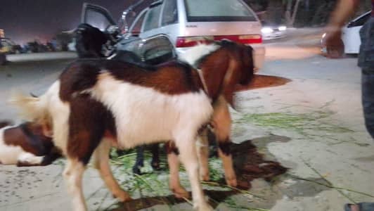 2 dant bakre low range for qurbani 2026