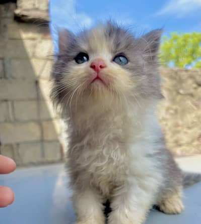 Persian Top Quality