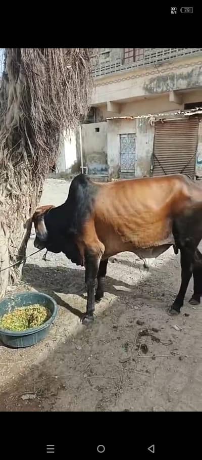 Bachra 2 dant