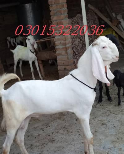 bakra  . black65 rajanpuri 80. . white bary singo wla. 70