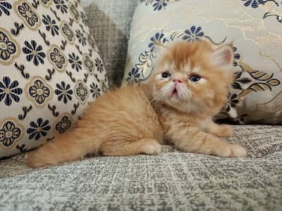 Persian kittens/ cat baby/ persians/ ginger kitten