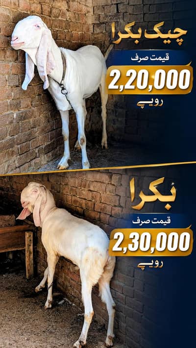 SUPER VIP Rajanpuri Chogga Goats | Beauty & Quality at Its Best