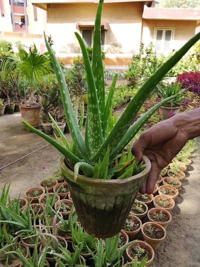 Aloe vera