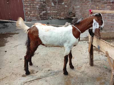 Desi Bakrah age 15 month