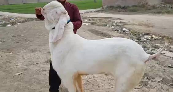 Qurbani ke liye Bakra For Sale _03102729869
