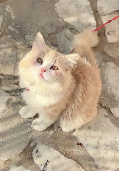 Persian Top Quality