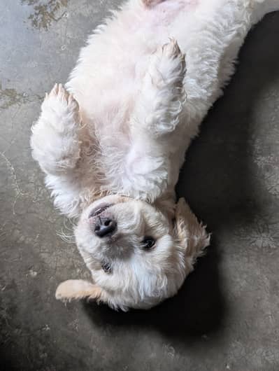 poodle pet for sell
