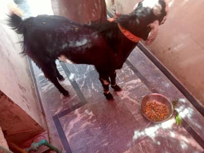 Healthy Goat for sale Qurabi 2026