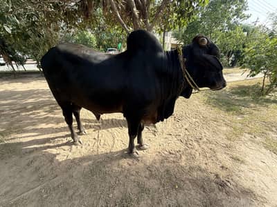 Qurbani ka janwar wacha