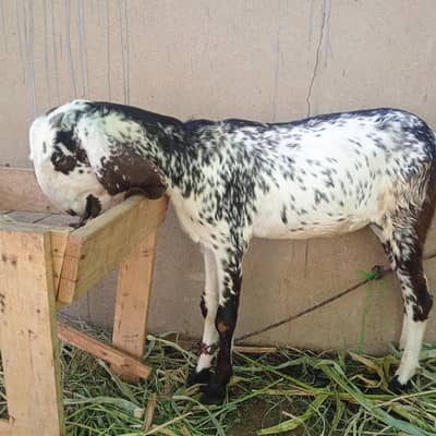 female goat for sale