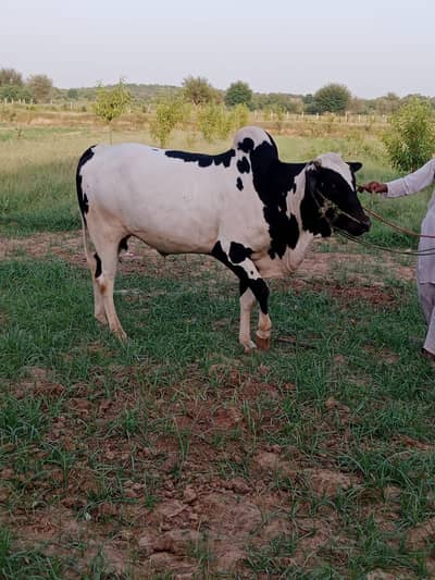 donda Wehrra for sale pure kot fatehkhani breed