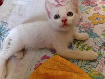 cats for sale