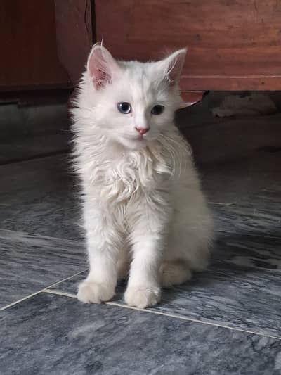 Persian cats