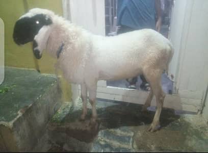 do dant bakra & sheep dumba