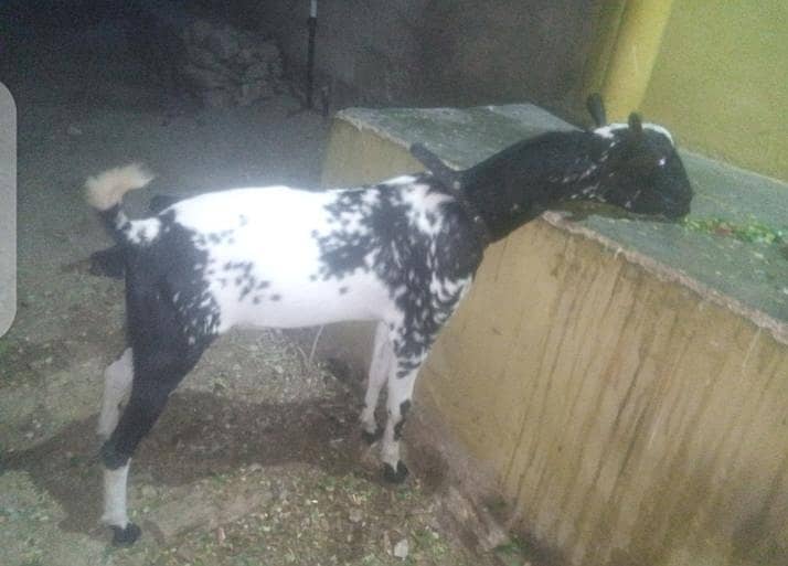 do dant bakra & sheep dumba 1