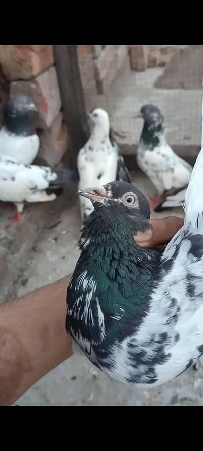 other pigeon 10 peace 03106801352
