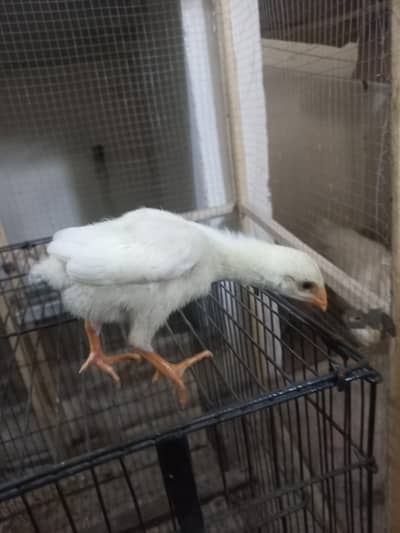 Top Quality White OH Shamo Chicks 2000 Each Chick (Final Price)