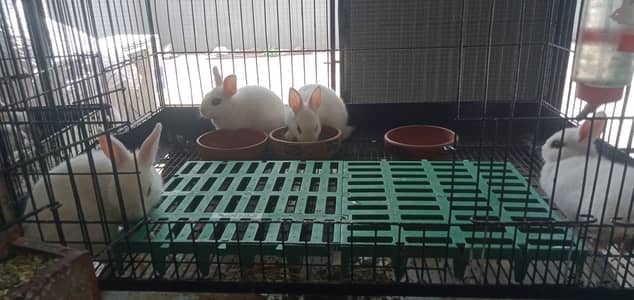Hop and Nibble Rabbitory -  4 Dwarf Hotot bunnies age 2 months