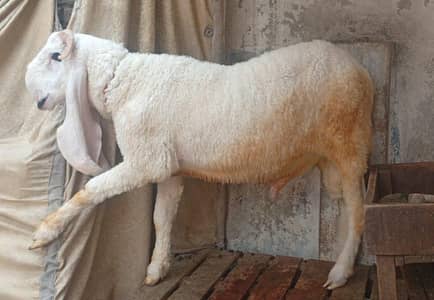 Beautiful Two Kajla Chatray For Sale