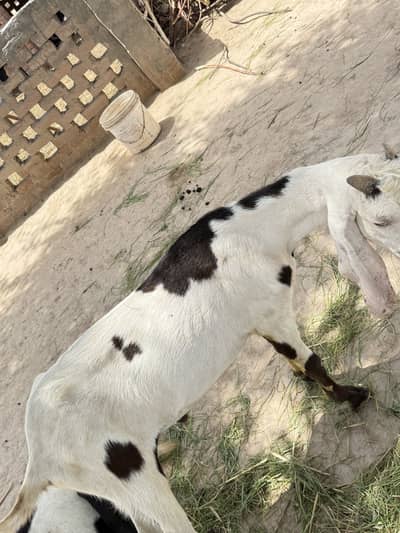 Bakra for sale